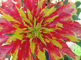 Image result for Amaranthus tricolor