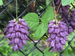 Image result for Cyclocarpa