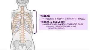 The rib cage is made up of 12 pairs of ribs, 12 thoracic vertebrae, and the sternum. Bones And Joints Of The Thoracic Wall Osmosis