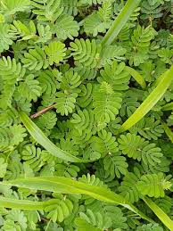 Image result for Aeschynomene