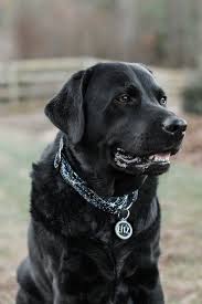 Grey Hair On Black Lab Puppy Novocom Top