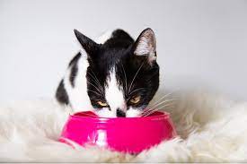 pochemu kot hudoj i vsyo ravno ploho est chto delat esli dvorovaya i tem bolee svoya koshka hudaya i malo est