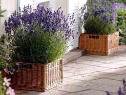 Lavender Planters On My Patio Lavender Planters Garden Containers Container Gardening