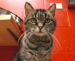 But there are many other incentives as well, including your pet's health and happiness. These Pics Of Rescue Cats Will Destroy You Wkrc