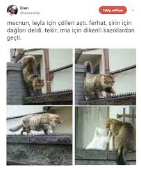 Anlamli Dusundurucu Eglenceli Guzel Komik Konusan Resimler Konusan Resimler Www Kizlarinsirlari Club Kedi Esprileri Komik Capsler Gulunc Resimler