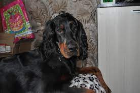 Lancaster puppies advertises puppies for sale in pa, as well as ohio, indiana, new york and other states. Gordon Setter For Sale In The City Of St Petersburg Russian Federation Price 414 Announcement 5756