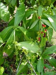 Image result for Psychotria vogeliana