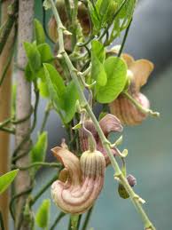 Image result for Aristolochia