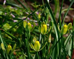 Image result for Albuca setosa