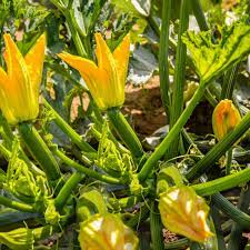 Maybe you would like to learn more about one of these? 5 Tips For Growing Great Zucchini