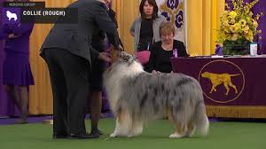 The weekend includes agility and obedience competitions. Collies Rough Breed Judging 2020 Youtube
