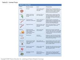 animal phylums chart