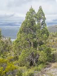 Image result for Cupressaceae