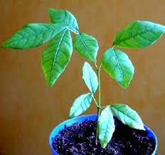 Image result for Pseudobromus engleri