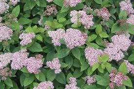 Image result for Sacciolepis spiciformis