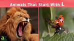 Video Animals That Start With The Letter L: Listed with Facts - YouTube