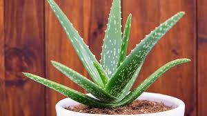 Image result for Aloe
