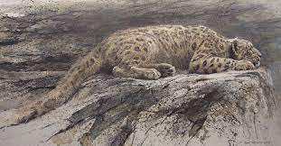 He observed and painted wildlife and the natural world in a figuratively until his teens when he began to. Art Country Canada Robert Bateman Reclining Snow Leopard Offset Limited Edition Print