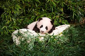 Cute & amazing panda images. Blackpink Panda Cuddle Riles Up Chinese Internet Users The New York Times