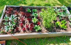 Gardening advice for all experience levels. Pandemic Gardens Are Trending Fears Over Food Shortages Lead First Timers To Get Growing People Com