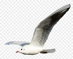 Find & download free graphic resources for png. Seagull Transparent Png Clipart 184361 Pikpng