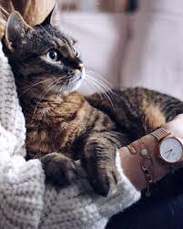 Catgram Katze Cozy Cuddling Time With Cat Cluse Triomphe Uhr Winter Baby Katzen Katzen Susseste Haustiere