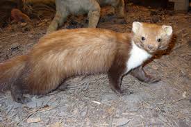 Image result for kuna lesní obrázky