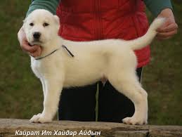 At ironsmith alabai, we are devoted to preserving the historically accurate, traditional central asian shepherd dog. Central Asian Shepherd Dog For Sale In The City Of Ekaterinoslavka Russian Federation Price 346 Announcement 3612