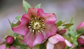 The first one is a name which indicates the group or genus the flowers belongs to and is always capitalised; Alan Titchmarsh S Guide To Latin Names Of Our Favourite Flowers Express Co Uk