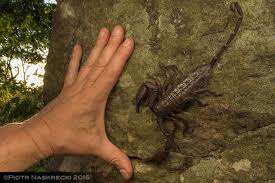 Image result for Acrotome mozambiquensis