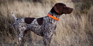 Get detailed german shorthaired pointer facts, health, history, appearance, temperament, and maintenance information on wag! German Shorthaired Pointer Happy Pet Stories