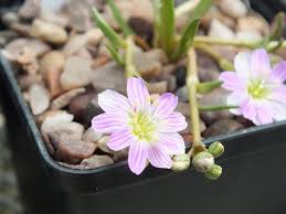 Image result for Rytigynia lewisii