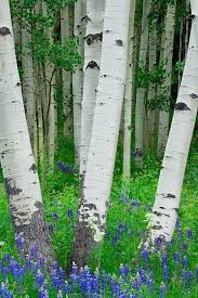 Birch Trees In Colorado Lupine And Birch Trees Colorado Wildflowers Tree Photography Lupine Flowers
