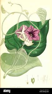 Image result for Ipomoea fulvicaulis