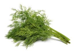 Image result for Dill