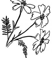 Marigold marigold may refer to: Top Marigold Coloring Pages For Your Little Ones Coloring Pages