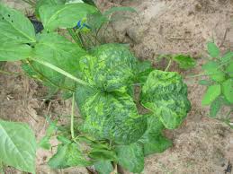 Symptoms include stunting, mottling and malformation of the leaves. Bean Mosaic Top Tips For Identification And Control
