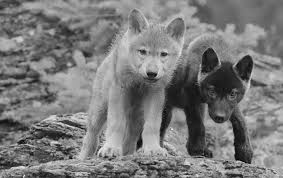 We did not find results for: Black Wolf Pup Wallpapers Wallpaper Cave