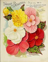 Begonia Tuberous Vick S Garden And Floral Guide 1898 Flower Seeds Packets Flower Catalogs Tuberous Begonia