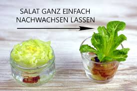 Bio kopfsalat kagraner sommer 2; Romana Salat Nachwachsen Lasssen Mit Einem Genialen Trick Nachwachsen Gemuse Salat Anpflanzen Salat Pflanzen