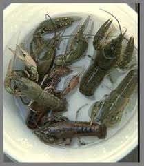 Raise Giant Freshwater Crayfish Easily Aquaponics Aquaponics Fish Aquaponics Greenhouse Aquaponics