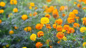 Tidak banyak yang tau, warna ini memiliki banyak turunannya lho. 7 Pilihan Tanaman Hias Bunga Warna Kuning Untuk Rumah Minimalis