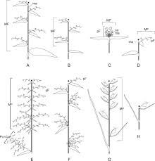 Image result for Coleotrype laurentii