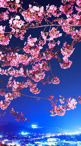 Buy fantasy cherry blossom anime galaxy art print by artbybee7. Cherry Blossom Iphone Full Hd Wallpaper Data Src Cherry Blossom Wallpaper Hd Iphone 1080x1920 Download Hd Wallpaper Wallpapertip
