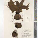 Image result for Hypoxis bampsiana