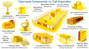 Eukaryotic Cell Biology Vs The Tabernacle In The Wilderness