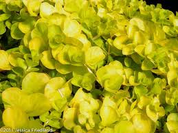 Image result for Lysimachia djalonis