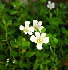 Image result for Bacopa monnieri