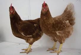 Image result for comet hen