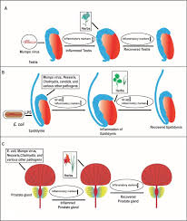 Image result for Chlorophytum amplexicaule